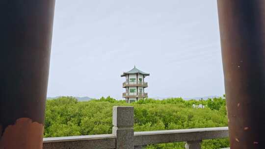 盐洲红树林保护区惠东候鸟白沙村3262