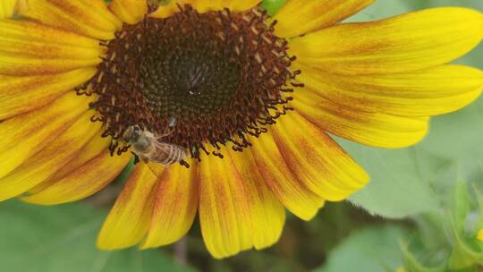 蜜蜂采蜜向日葵花园花海薰衣草花丛