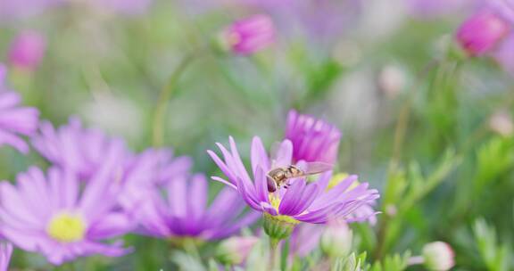 【8K】花和蜜蜂