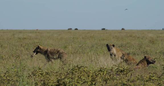 草原上的鬣狗