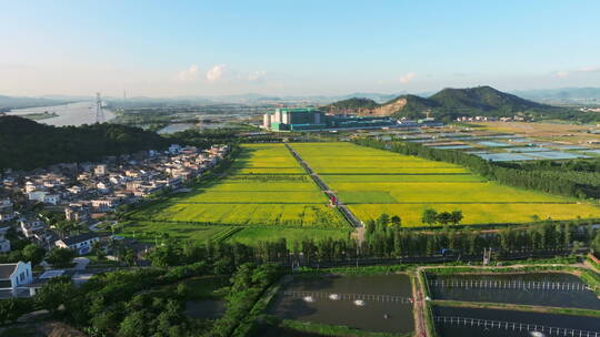 乡村振兴宣传空镜稻田村居旅游产业