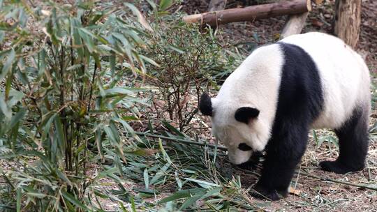 大熊猫 觅食 吃竹子视频素材模板下载