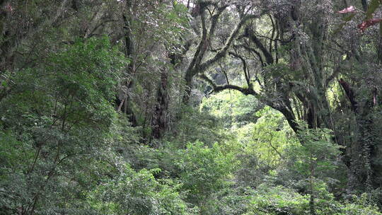 阿根廷亚热带森林景观视频素材模板下载