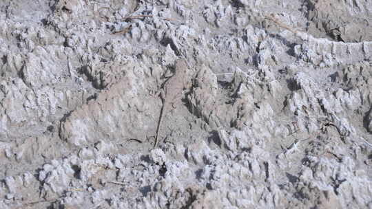 4K视频素材戈壁滩沙漠中的蜥蜴
