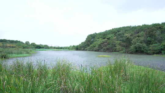 武汉江夏区藏龙岛国家湿地公园