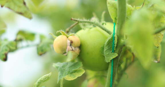 西红柿 番茄 蔬菜 三农 农业