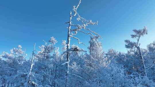 大兴安岭冬季雪域森林视频素材