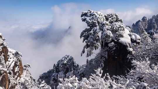 4K黄山雪松云海