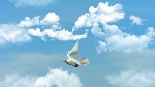 4K-超清拍摄白鸽飞过天空的超级慢镜头