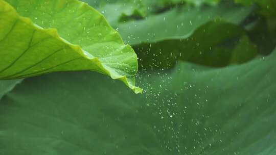 荷叶水滴 雨打荷叶