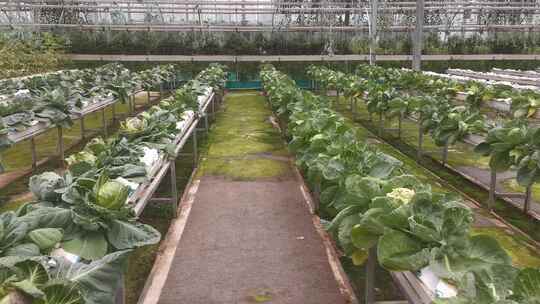 温室大棚农业有机蔬菜种植实拍视频素材模板下载