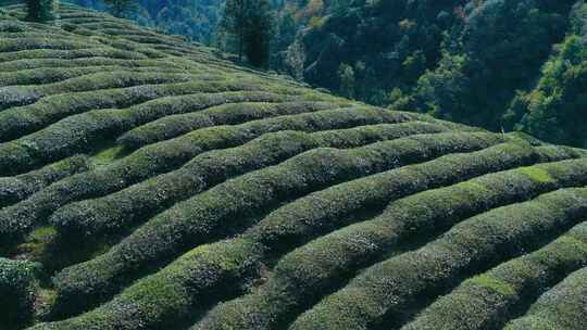 航拍茶园茶山风光