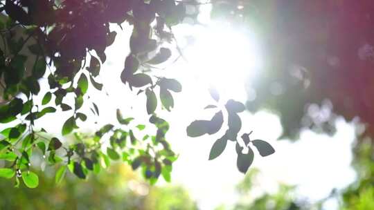 午后的阳光和树叶