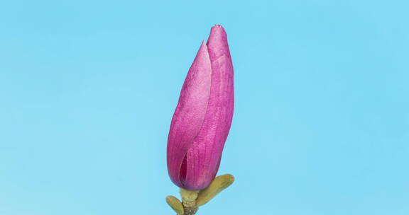 紫玉兰花开绽放在蓝色背景上的的延时