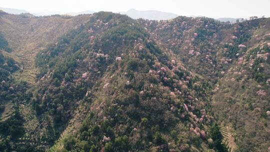 杭州建德三都山野樱花航拍