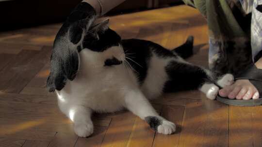 戴手套梳子给宠物猫梳理毛发视频素材模板下载