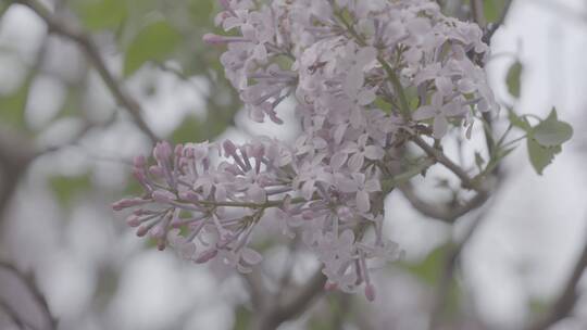 丁香花微距LOG