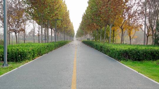 北京秋天公园内笔直的道路