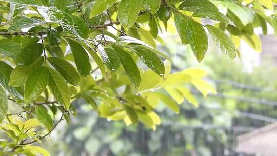 雨中浸湿的树叶