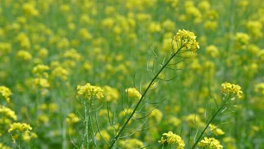 春天盛开的黄色油菜花与采蜜蜜蜂满画幅特写视频素材模板下载