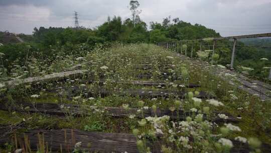 废弃铁路桥上枕木之间开满了野花