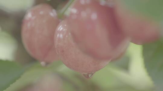 滴水的大樱桃微距拍摄LOG