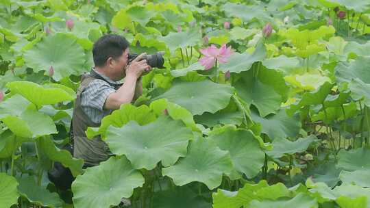 退休干部的莲花池塘摄影之旅