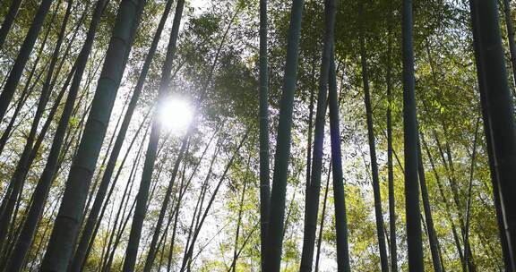 清晨阳光竹林竹叶幽静光影禅意