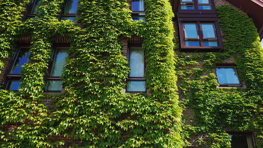 砖楼的窗户覆盖着常春藤