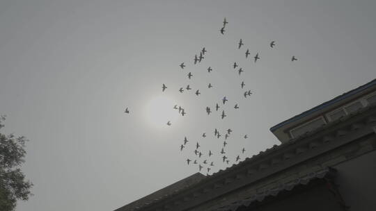 鸽子空镜 鸽子转场