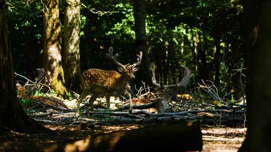 阳光洒在树林两只鹿悠闲休息视频素材模板下载