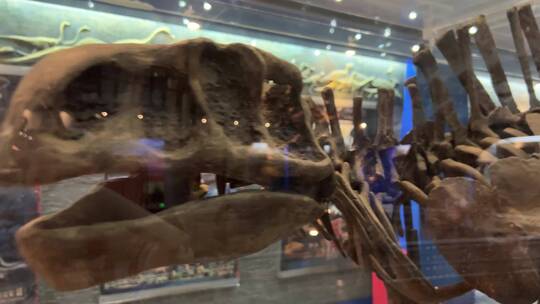 考古化石中的恐龙骨骼