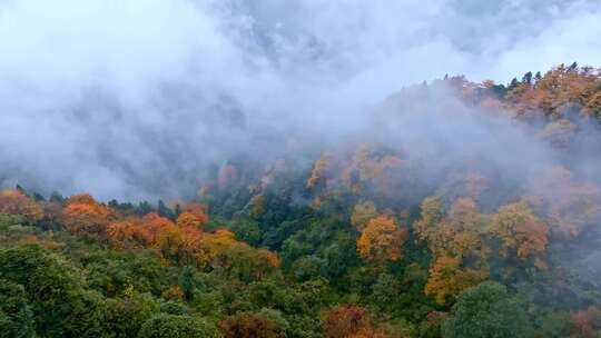 高清实拍眉山洪雅瓦屋山森林