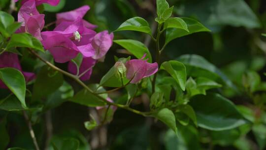 三角梅植物花朵