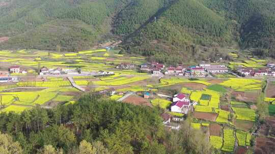 汉中油菜花花海梯田农田风光航拍3