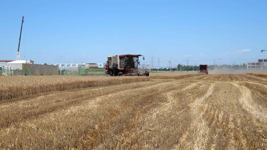 农田麦田小麦收割麦子熟了视频素材模板下载