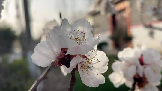 春天盛开的花朵微距