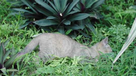 草丛里玩耍的小奶猫