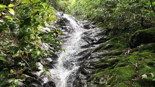 森林山涧小溪瀑布河流绿色苔藓