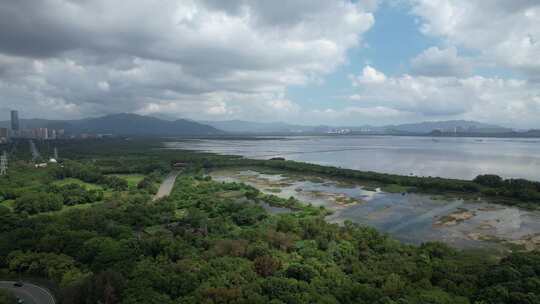 4K航拍深圳福田红树林湿地保护区