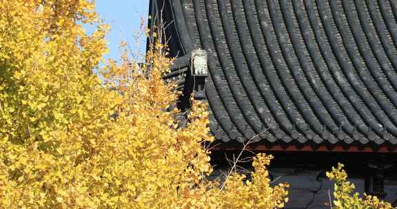 秋天阳光银杏苏州北寺塔古建筑局部特写