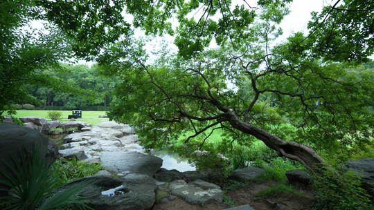 武汉东湖磨山景区盆景园