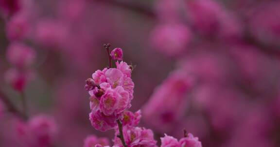 盛开的梅花花朵生机勃勃