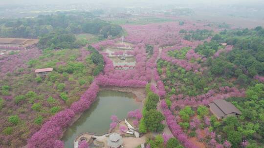 湖南省常宁市百万樱花园4k航拍风光