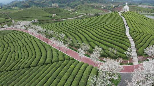 浙江武义花田小镇樱花茶园 4K航拍