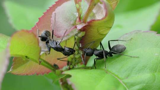 春日繁殖，弓背蚁繁殖产卵的微观世界视频素材模板下载