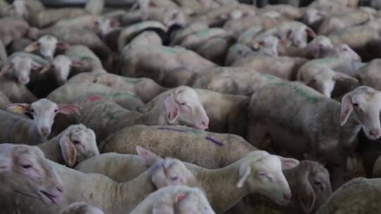 圈在羊圈的羊群