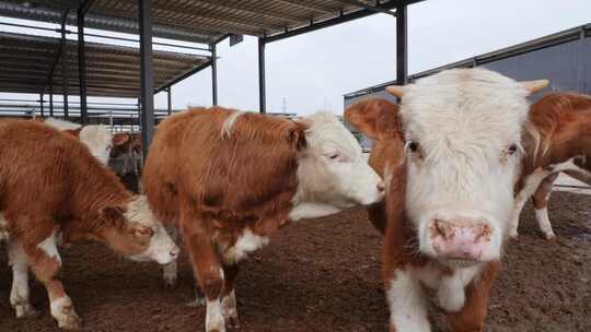 现代农场肉牛养殖农业畜牧动物饲养牛肉