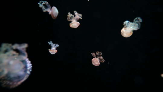 水族馆中的水母和海洋生物视频素材模板下载