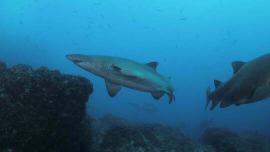水肺潜水员看到两条大沙虎鲨向水下摄像机游来。广阔的范围